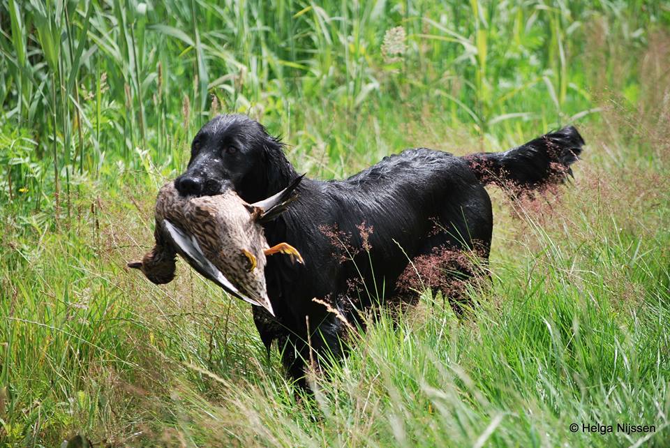 Flatcoat met eend Helga Nijssen